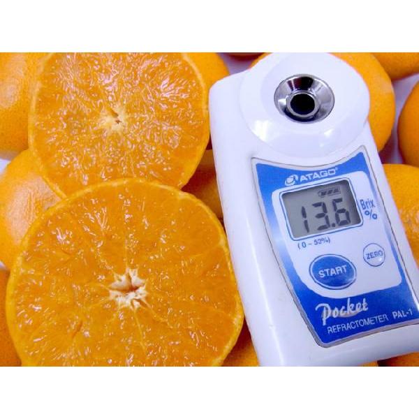 佐賀産 ”せとか” 12〜15玉 約2.5kg 化粧箱入り【予約 1月中旬以降