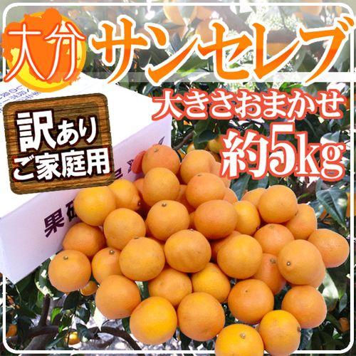 大分産 新品種 ”サンセレブ” 訳あり 約5kg 大きさおまかせ【予約 12月