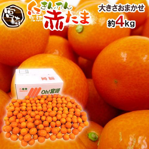Deme  宮崎県産温室金柑　家庭用　大玉　箱込み5キロ 宮崎金柑たまたま3L 1kg(箱入り) | タマチャンショップ 公式オンライン