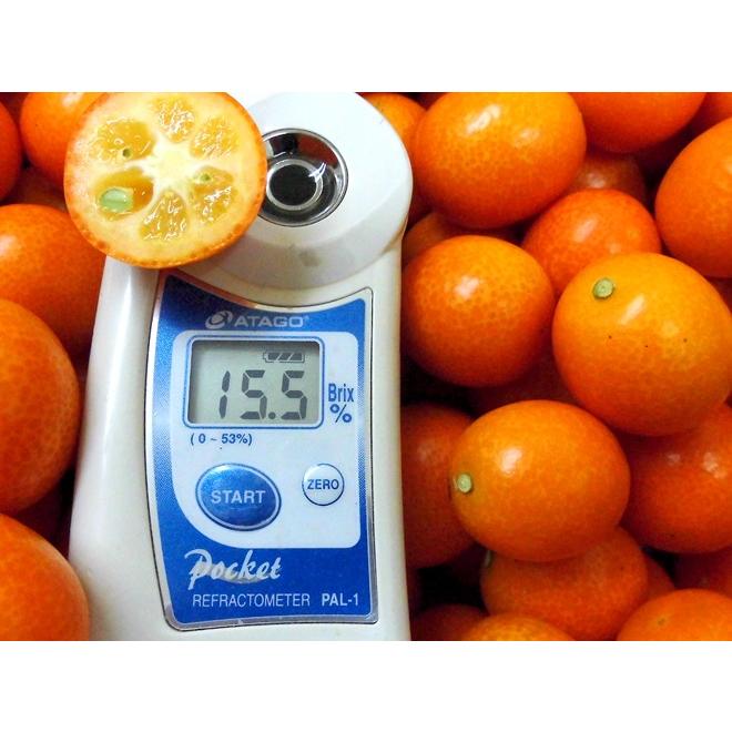 宮崎県 赤い金柑 ”赤たま 紅王” 秀品 約4kg 大きさおまかせ きんかん