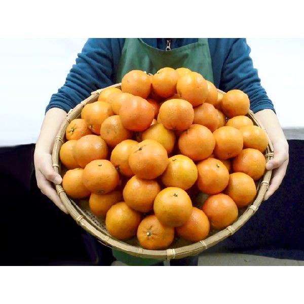 奄美大島　たんかん　10キロ前後‼️ 加工用】ワケあり奄美大島産たんかん 10kg【送料無料】| 予約品 - 奄美