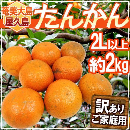 奄美大島・屋久島産 ”たんかん” 訳あり 2L以上 約2kg【予約 2月以降