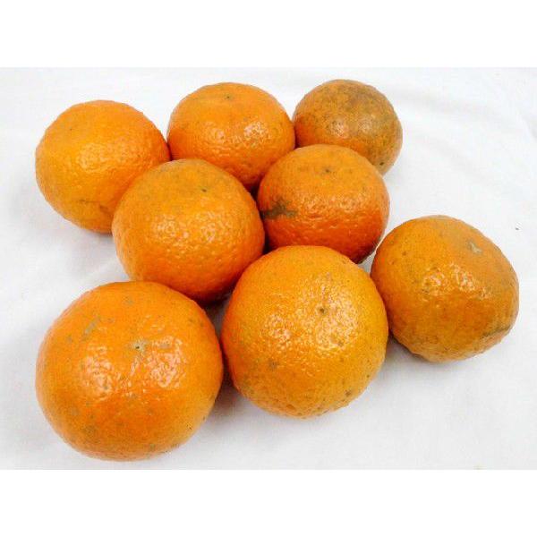 奄美大島・屋久島産 ”たんかん” 訳あり 2L以上 約2kg【予約 2月以降