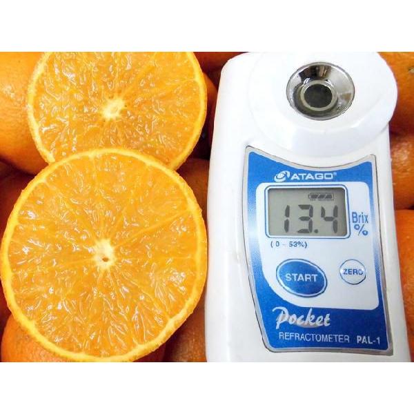 奄美大島・屋久島産 ”たんかん” 訳あり 2L以上 約2kg【予約 2月以降