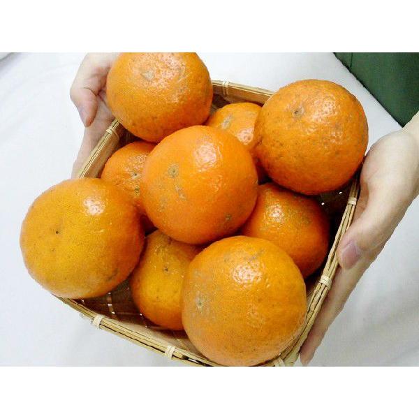 奄美大島・屋久島産 ”たんかん” 訳あり 2L以上 約2kg【予約 2月以降