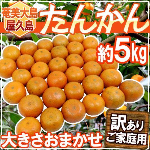 奄美大島・屋久島産 ”たんかん” 訳あり 約5kg 大きさおまかせ【予約 2