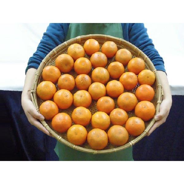 奄美大島・屋久島産 ”たんかん” 訳あり 約5kg 大きさおまかせ【予約 2