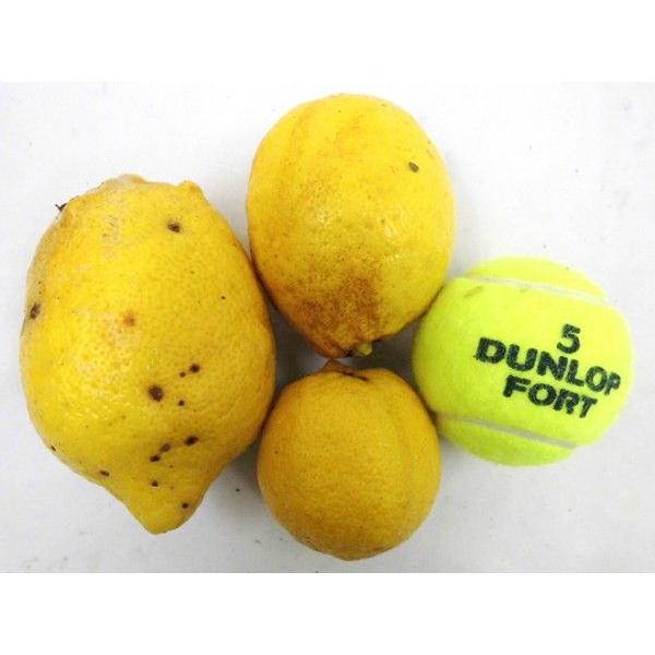 lemon クール便 高知産　訳あり完熟梅 大中サイズ約10㎏ 2022年新物2キロ訳あり無農薬高知県産レモン | 果物/香酸柑橘(ライム