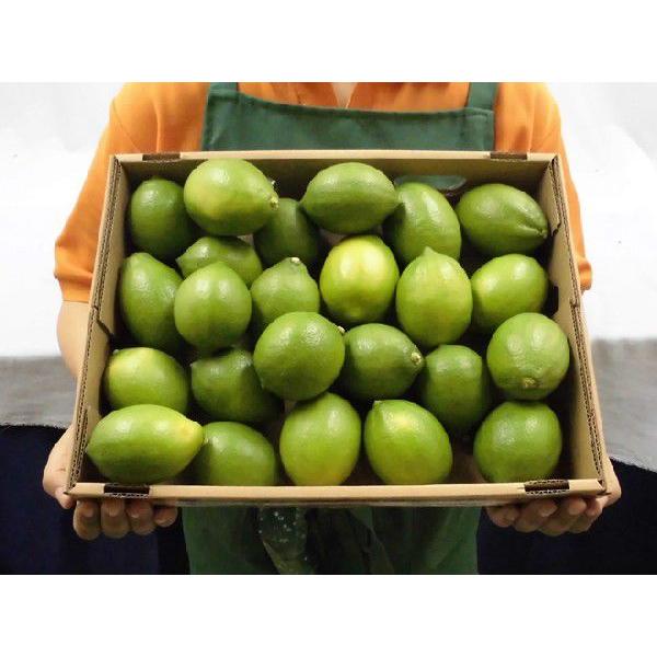 ✏おいしい野菜研究室✏レモン20kg 国産レモン” 約3kg 18〜24玉前後 M〜L 産地厳選【予約 入荷次第発送