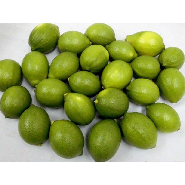 国産レモン” 約3kg 18〜24玉前後 M〜L 産地厳選【予約 入荷次第発送