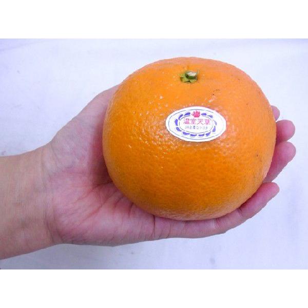 長崎 マルナン ”天草オレンジ” 秀品 6〜11玉 約2.5kg 化粧箱【予約 11
