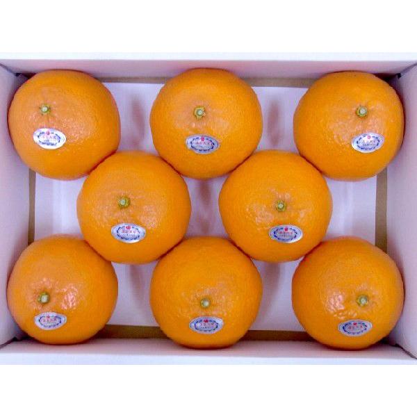 長崎マルナン「デコポン®」２箱セット 長崎産 ”マルナンデコポン” 秀品 6〜10玉 約3kg【予約 12月以降】 送料