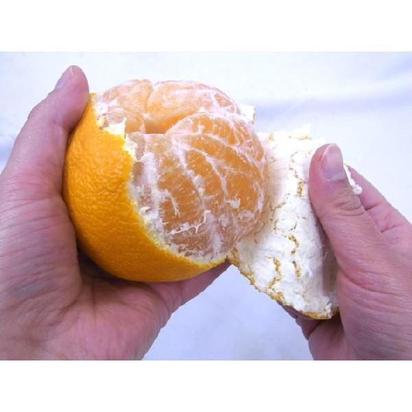 長崎マルナン「デコポン®」２箱セット 長崎産 ”マルナンデコポン” 秀品 6〜10玉 約3kg【予約 12月以降】 送料