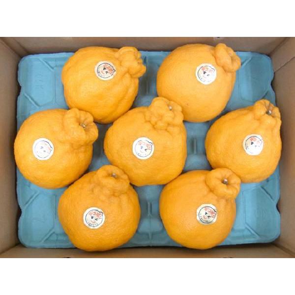 長崎産 ”マルナンデコポン” 秀品 6〜10玉 約3kg【予約 12月以降】 送料