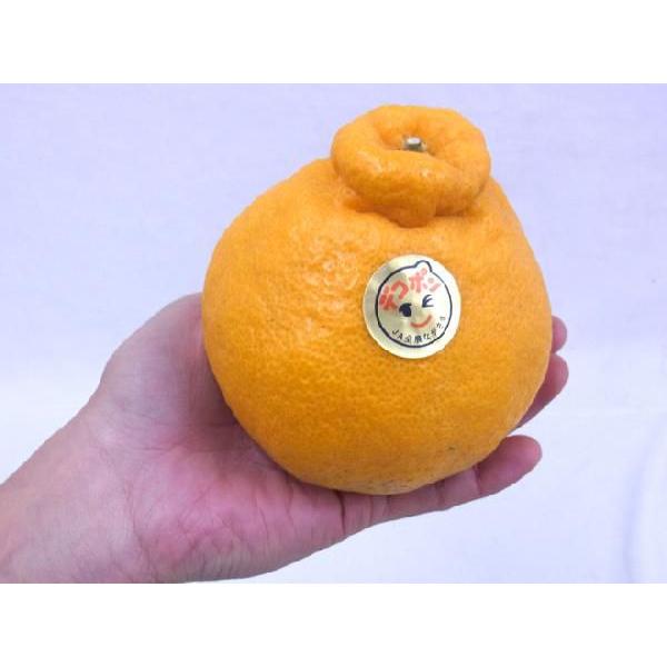 長崎産 ”マルナンデコポン” 秀品 6〜10玉 約3kg【予約 12月以降】 送料