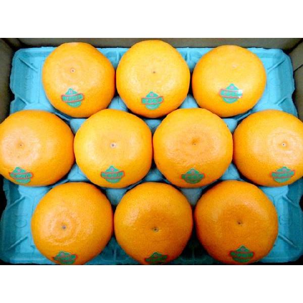 長崎産 ”マルナンせとか” 大玉 10〜12玉 約3kg 化粧箱【予約 2月以降