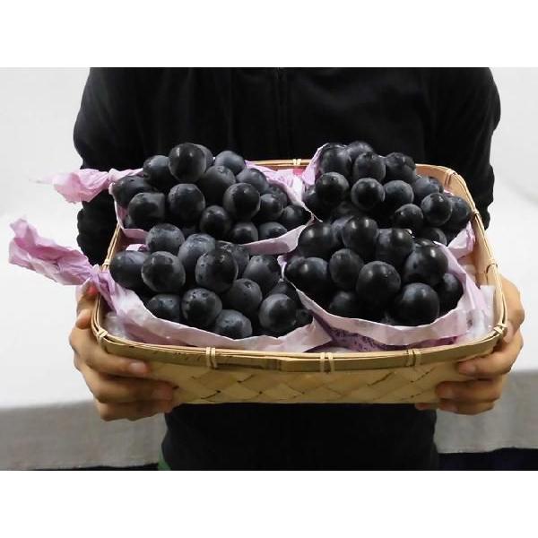 ぶどう 長野産 ”ナガノパープル” 秀品 3〜4房 約2kg【予約 9月以降