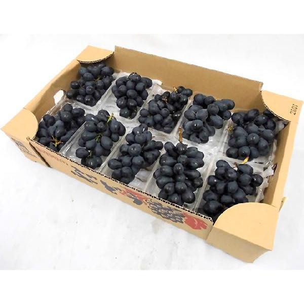 長野県産 ぶどう 「ナガノパープル」秀品 約3～4房入り ぶどう 長野産 ”ナガノパープル” 秀品 10pc 約3.5kg パック入り ぶどう