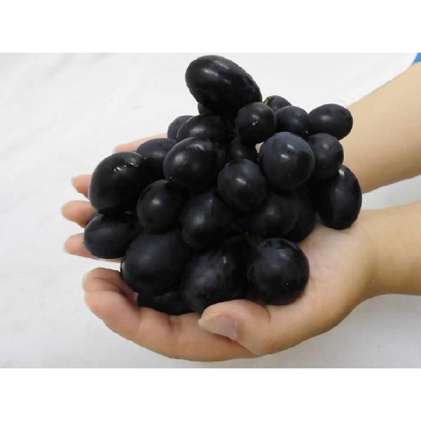 高知インター店】 長野産 ”ナガノパープル” 秀品 10pc 約3.5kg パック入り ぶどう 予約 8月末以降 送料無料 最終値下げ -zoetalentsolutions.com 高知インター店】 長野産 ”ナガノパープル” 秀品 10pc 約3.5kg パック入り ぶどう 予約 8月末以降 送料無料 最終値下げ -zoetalentsolutions.com