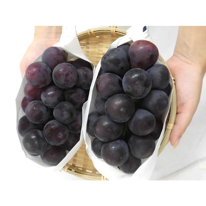 ぶどう ”岡山産 オーロラブラック” 2房 約1kg ちょっと訳あり【予約 7