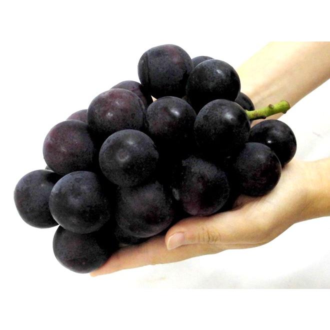 ぶどう 岡山産 ”オーロラブラック” 訳あり 3〜6房 約2kg 化粧箱
