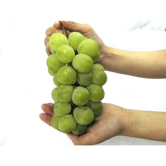 ぶどう 岡山産 &rdquo;瀬戸ジャイアンツ&rdquo; 秀品 大房限定 2房 約1〜1.2kg 化粧箱【予約 9月以降】 送料無料[K2]