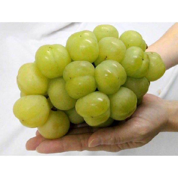 ぶどう 岡山産 ”瀬戸ジャイアンツ” 秀品 3〜6房 約2kg 化粧箱