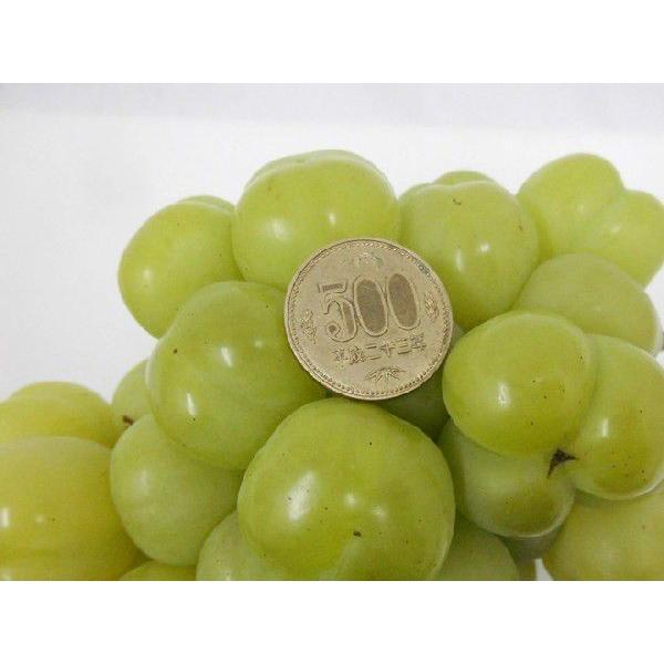 Issei瀬戸ジャイアンツ２キロ 瀬戸ジャイアンツ 2kg箱 - くろせ農園