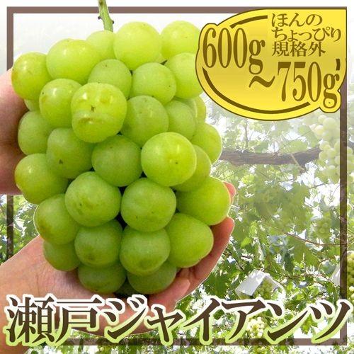 ぶどう 岡山産 ”瀬戸ジャイアンツ” 大房 約600g〜750g【予約 9月