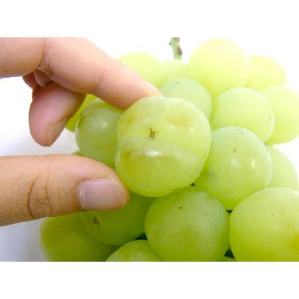 ぶどう 岡山産 ”瀬戸ジャイアンツ” 大房 1房 約700g以上 化粧箱 ぶどう