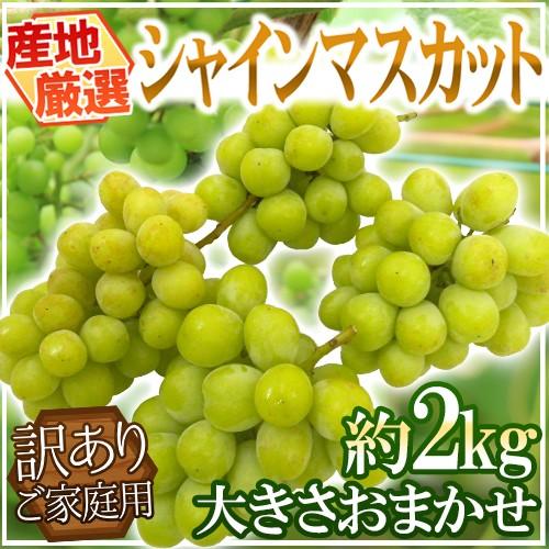 シャインマスカット” 訳あり 約2kg 大きさおまかせ 産地厳選【予約 8