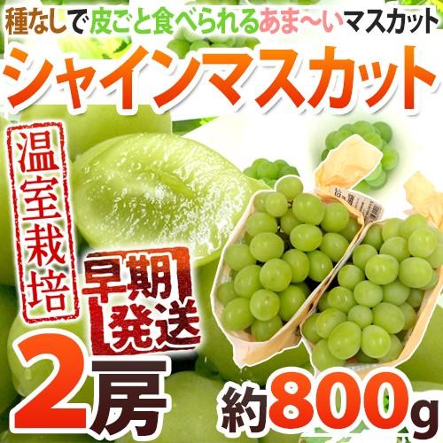 早期発送！プレミアム ”温室シャインマスカット” 秀品 2房 約800g 産地厳選【予約 5月末以降】 送料無料