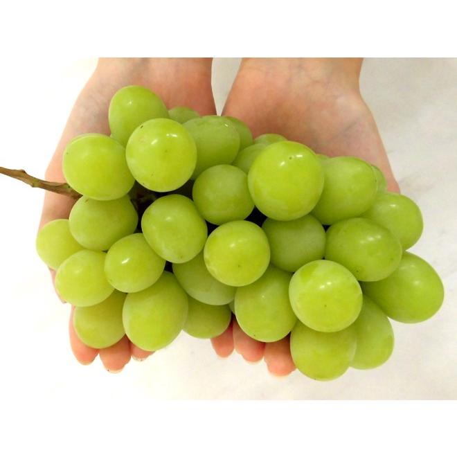 早期発送！プレミアム ”温室シャインマスカット” 秀品 2房 約800g 産地