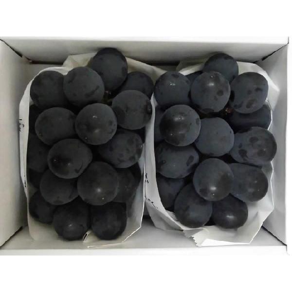 信州産 種無し 巨峰 (秀品) 約2㎏以上 4～5房入り ぶどう ”種なし巨峰” 秀品 約800g 化粧箱 産地厳選【予約 7月以降