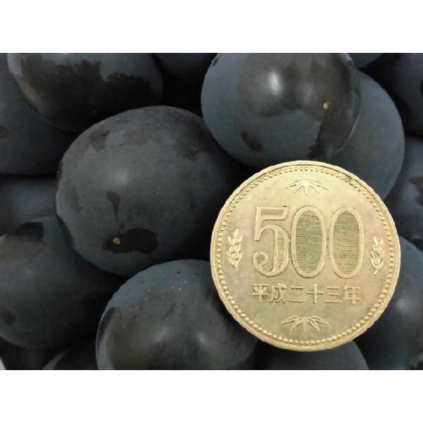 ぶどう ”種なし巨峰” 秀品 約800g 化粧箱 産地厳選【予約 7月以降