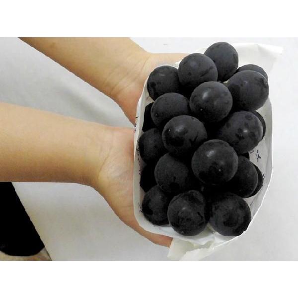 ぶどう ”種なし巨峰” 秀品 約800g 化粧箱 産地厳選【予約 7月