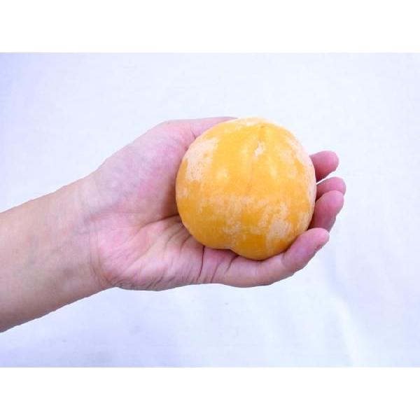 山形産 ”峰満イエロー” 秀品 大玉10〜15玉前後 約2kg 化粧箱【予約 9月