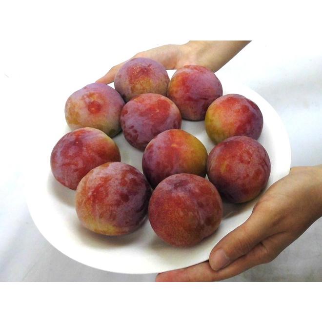 山梨県産 ”サマーエンジェル” 秀品 約1kg 大きさおまかせ プラム【予約 7月下旬以降】 送料無料|kurashi-kaientai|02