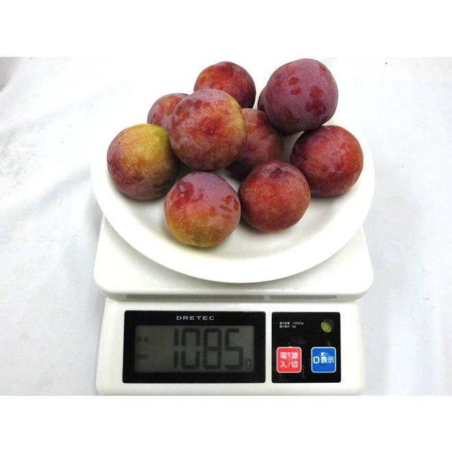 山梨県産 ”サマーエンジェル” 秀品 約1kg 大きさおまかせ プラム【予約 7月下旬以降】 送料無料|kurashi-kaientai|03