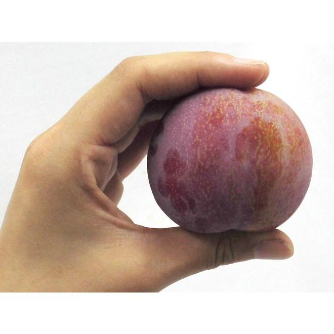 山梨県産 ”サマーエンジェル” 秀品 約1kg 大きさおまかせ プラム【予約 7月下旬以降】 送料無料|kurashi-kaientai|04