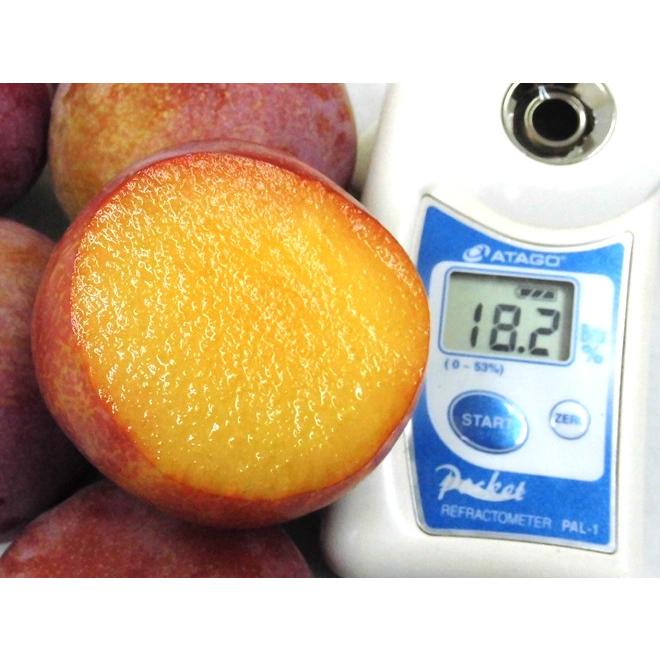 山梨県産 ”サマーエンジェル” 秀品 約1kg 大きさおまかせ プラム【予約 7月下旬以降】 送料無料|kurashi-kaientai|05