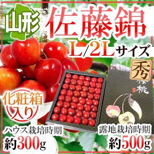 特売 山形産 さくらんぼ 佐藤錦 L 2lサイズ 手詰め 化粧箱入り ハウス栽培時期 約300g 露地栽培時期 約500g 予約 4月末以降 送料無料 数量は多 Www Technet 21 Org