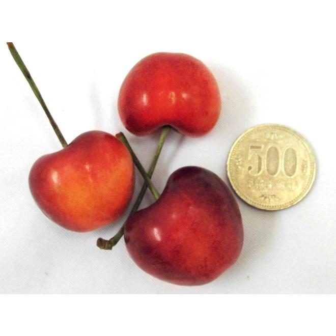 アメリカ産 レーニアチェリー” 超大粒 約2kg さくらんぼ【予約 6月下旬