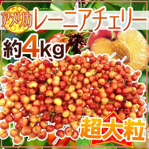 アメリカ産 レーニアチェリー” 超大粒 約4kg さくらんぼ【予約 6月下旬
