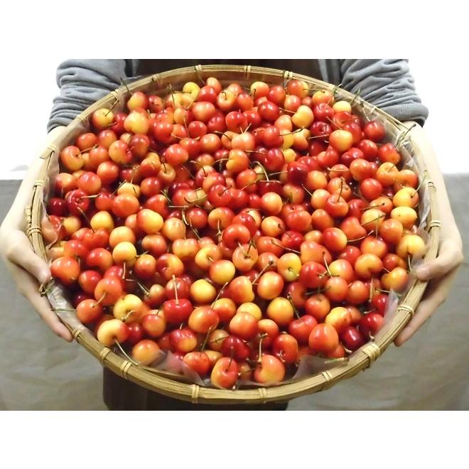 アメリカ産 レーニアチェリー” 超大粒 約4kg さくらんぼ【予約 6月下旬