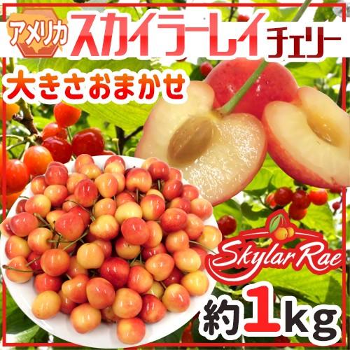 ”アメリカ産 スカイラーレイチェリー” 約1kg さくらんぼ【予約 6月下旬以降】 送料無料