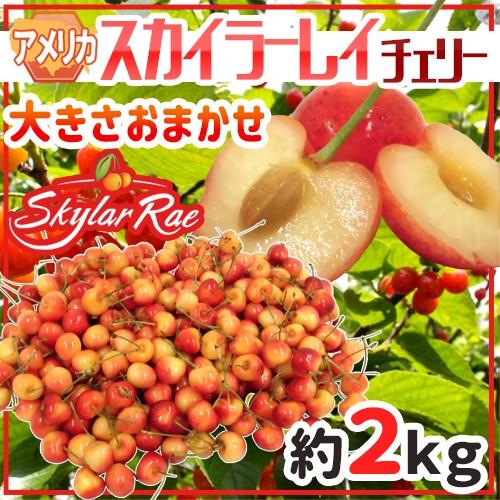 アメリカ産 スカイラーレイチェリー” 約2kg さくらんぼ【予約 6月下旬