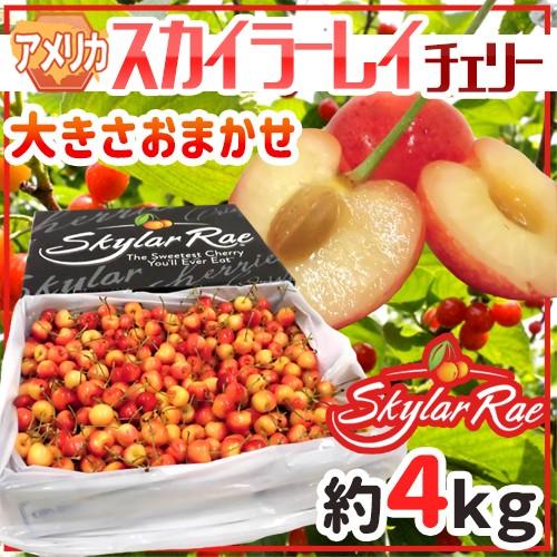 在庫あり 即納 アメリカ産 スカイラーレイチェリー 約4kg さくらんぼ 予約 6月中旬以降 送料無料 海外輸入 Consignment Legacyhousingcorp Com
