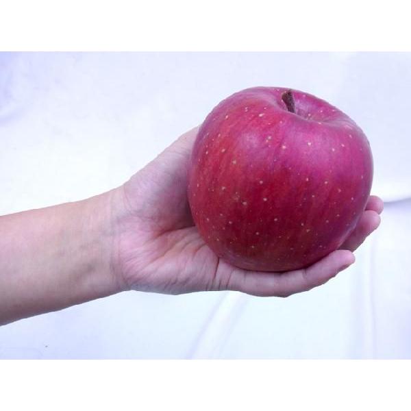 りんご 岩手江刺産 ”蜜入りサンふじ” ちょっと訳あり 24〜36玉 約10kg