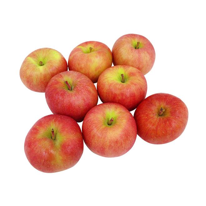 りんご 葉っぱの影は甘さのサイン 【葉とらずりんご つがる2.7kg